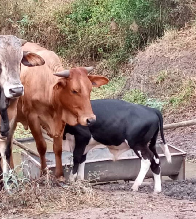 WhatsApp Image 2024-06-25 at 9.49.28 AM 1.jpeg